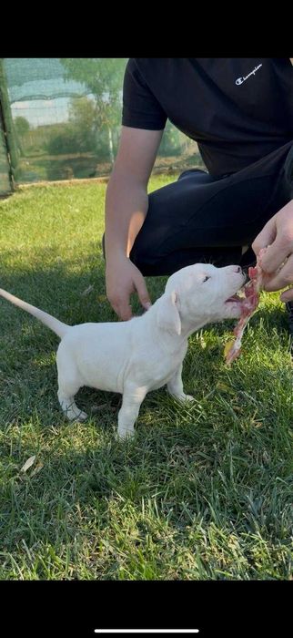 Dog Argentinian cu Pedigree