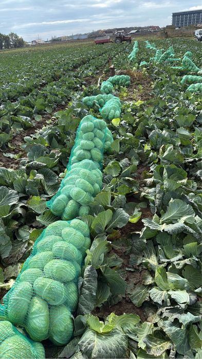 Varza plata pentru salate sau murat