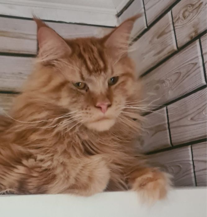 Красивый парень ищет мам и пап