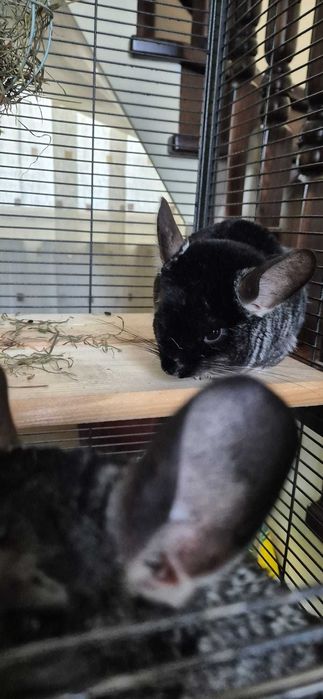 Vând două chinchilla cu cușcă