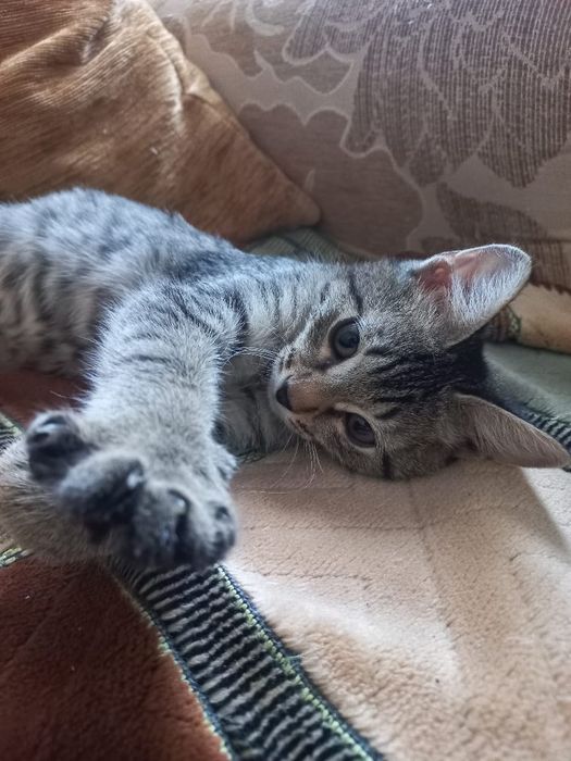 Кошечка в добрые руки