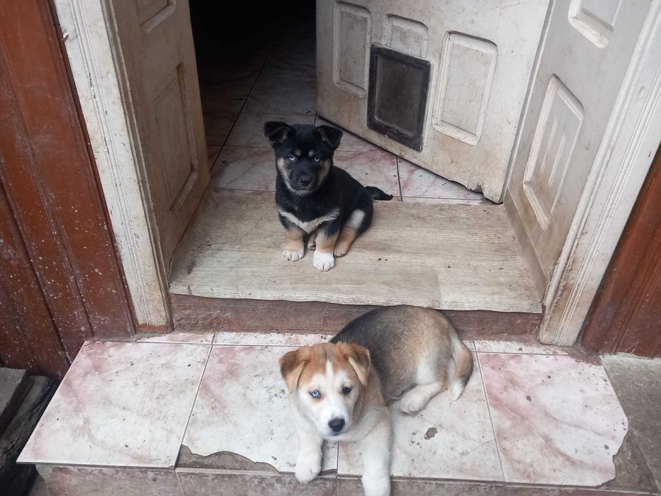 Donez catei dragalasi