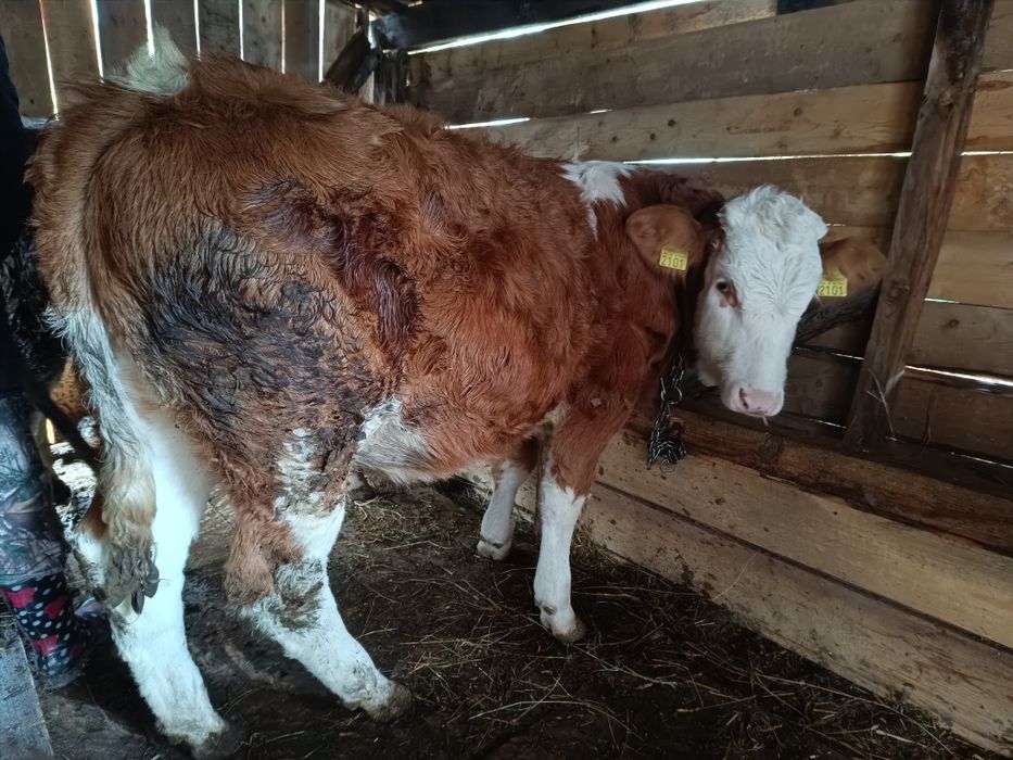 Vând vițea bălțată românească