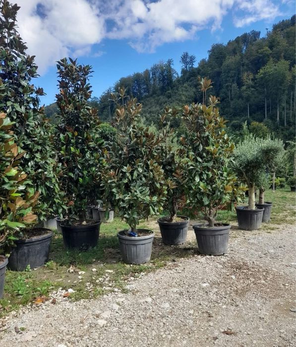 Magnolia grandiflora – Frumusețe nobilă și eleganță naturală