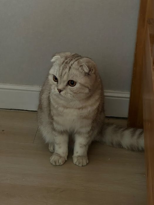 Кошка 1 год шотландская вислоухая
