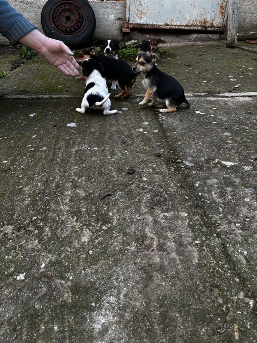 Подарявам кученца