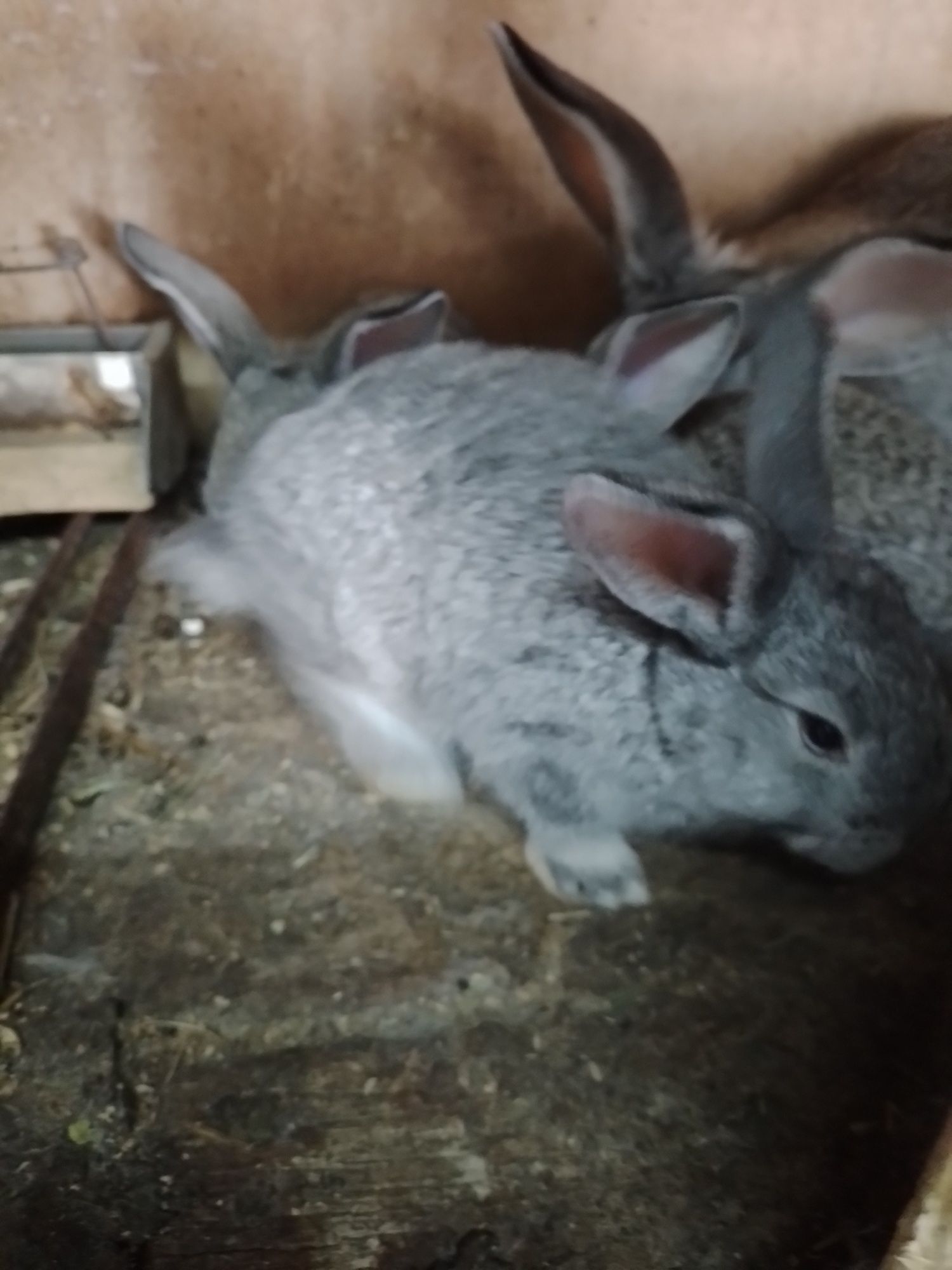Кролики крольчата