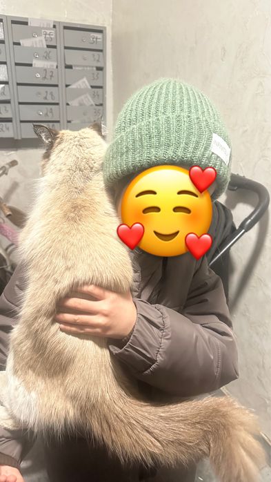 Кот ищет дом и любящих хозяев