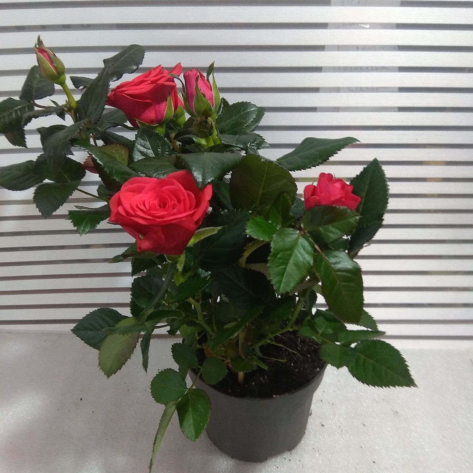 Розы горшечные миниатюрные
