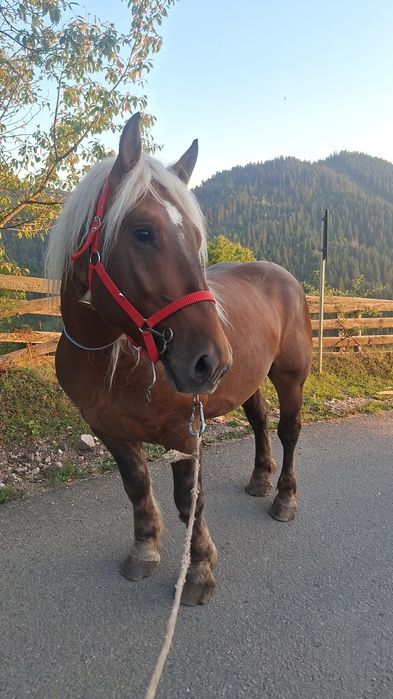 Vând cal castrat de 3 ani