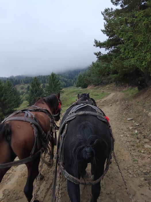 Andrei ionela dumitru