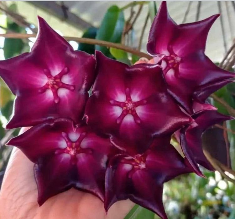 Flori, plante rare de Lacrima Maicii Domnului ( Hoya )