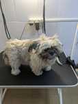 Frizerie canina Alba Iulia