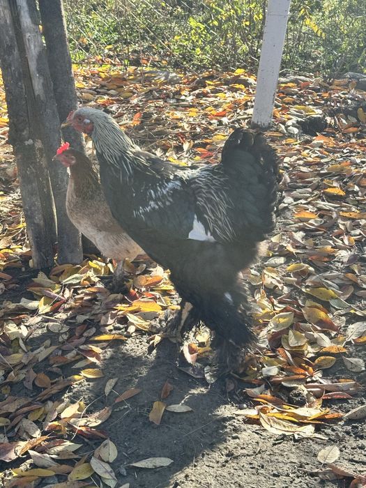 Vând sau schimb cocoș brahman