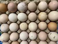 Домашние яйца на инкубатор