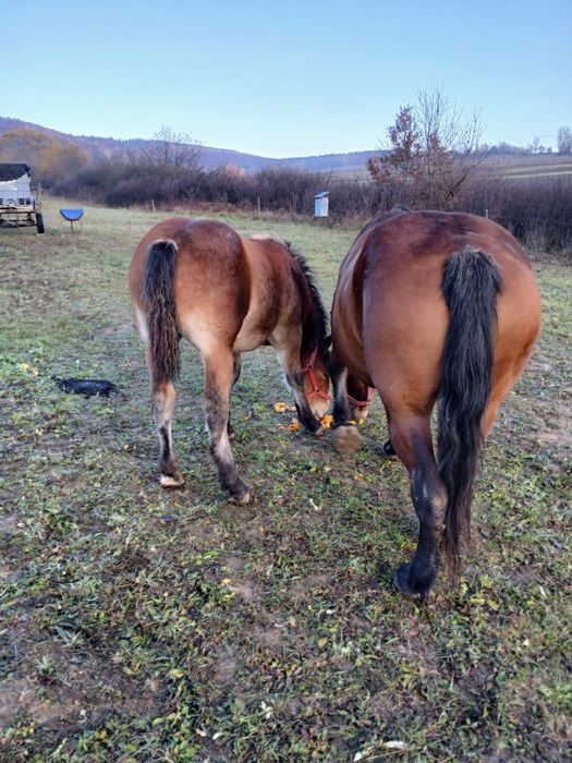 Vând manza de 6 luni