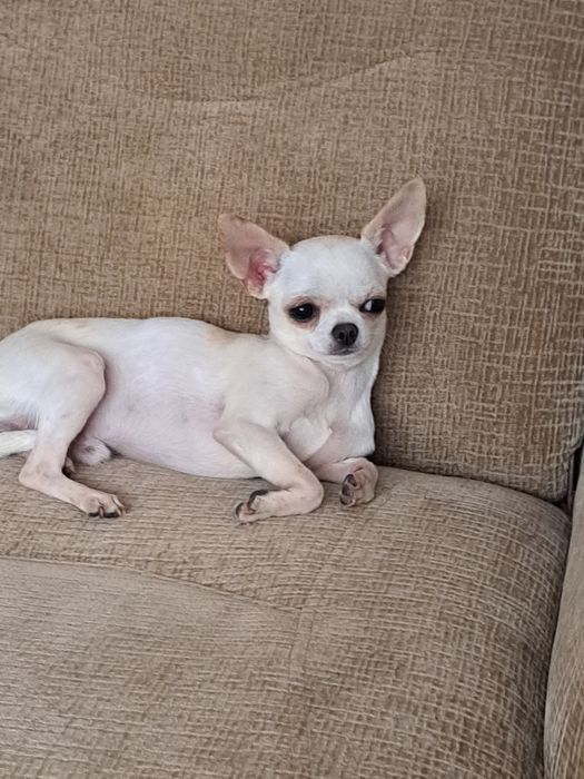 Вязка мини Чихуахуа