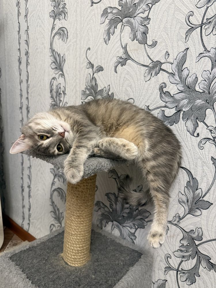 Отдам в любящие руки кошку стерилизованную