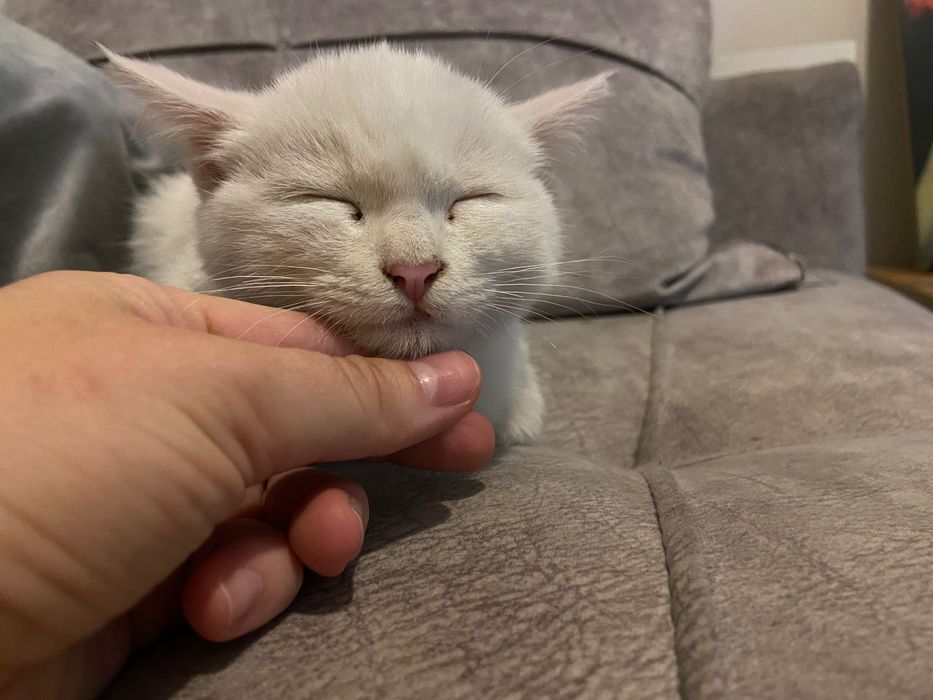Кошка белая в дар