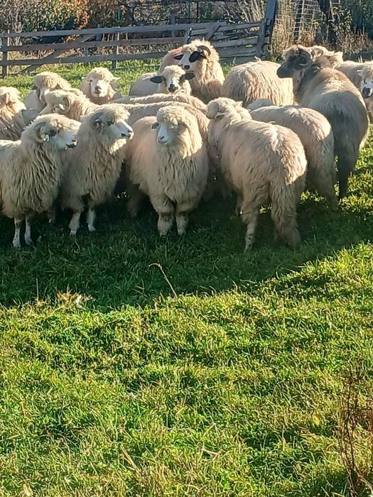 Vand oii bune de tinut