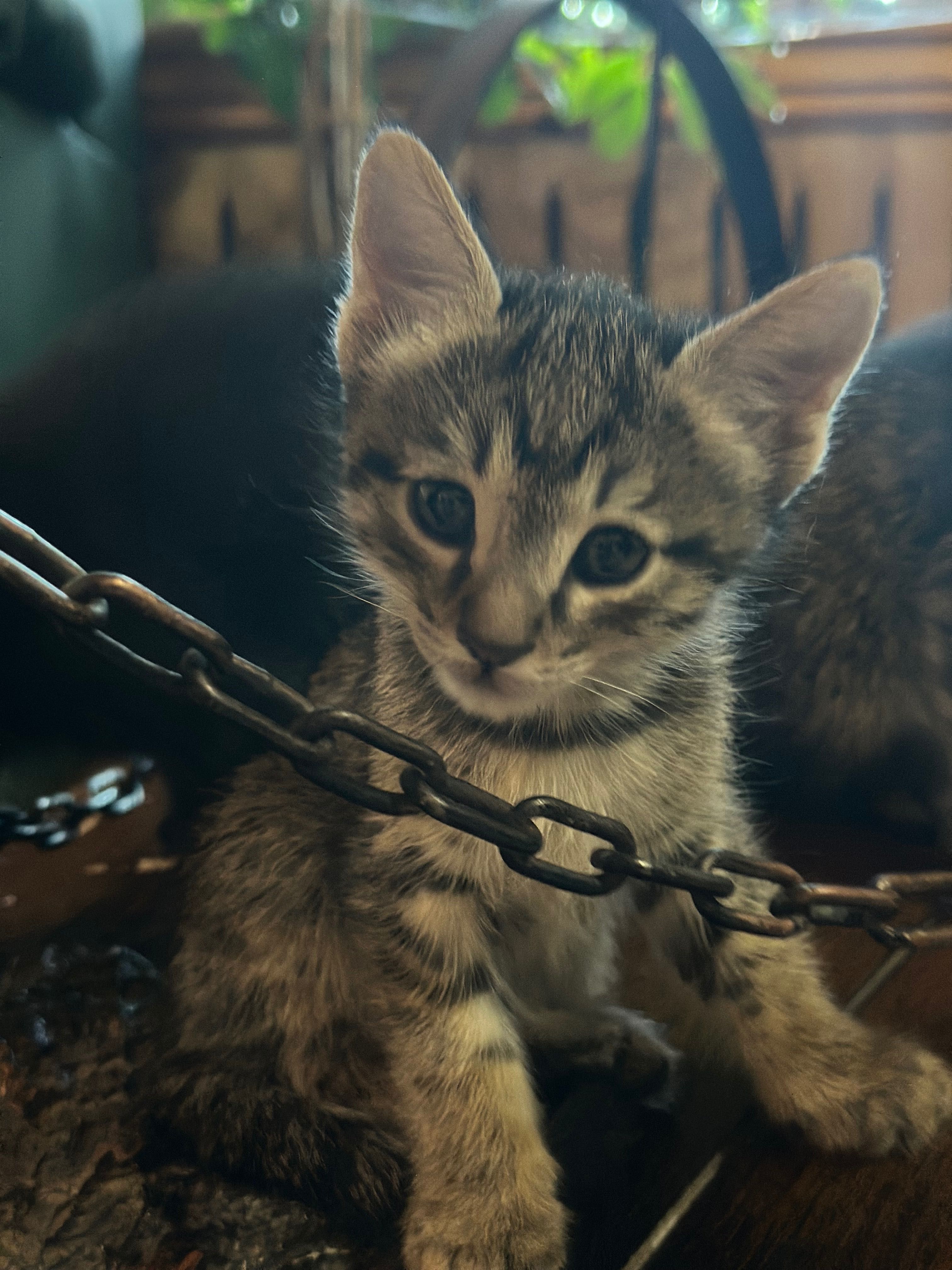 Котята 1,5 месяца