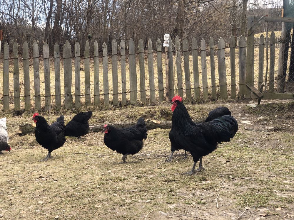 Oua de australorp pentru incubat