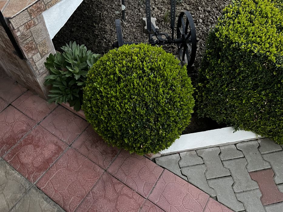 Gazon samanta rulou irigare lumini Amenajari peisagistica