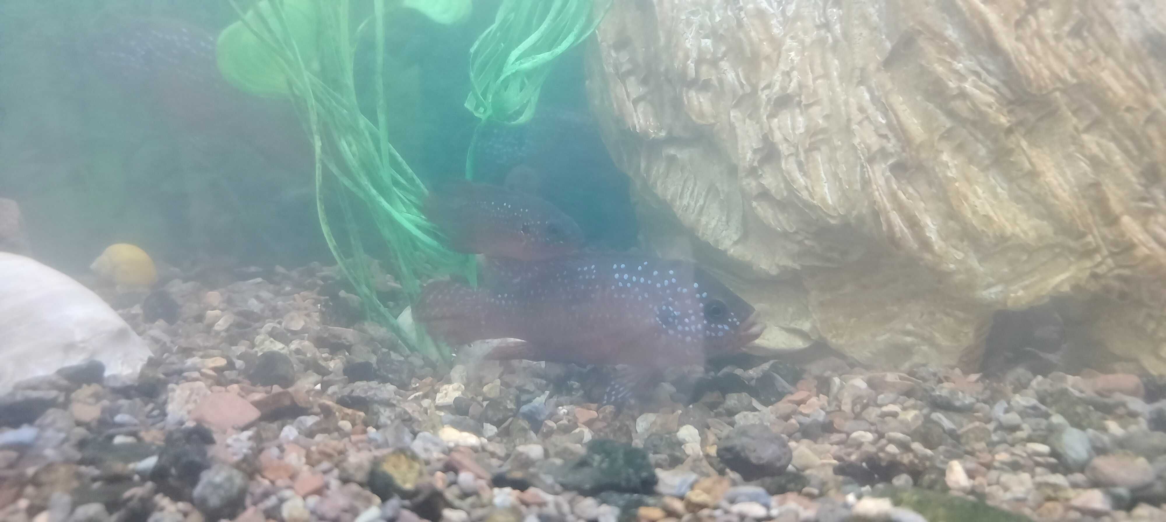 Продаются здоровые, красивые и активные африканки (Jewel Cichlid)
