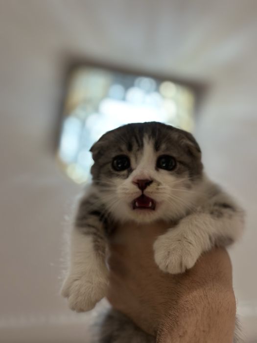 Scottish Fold and straight