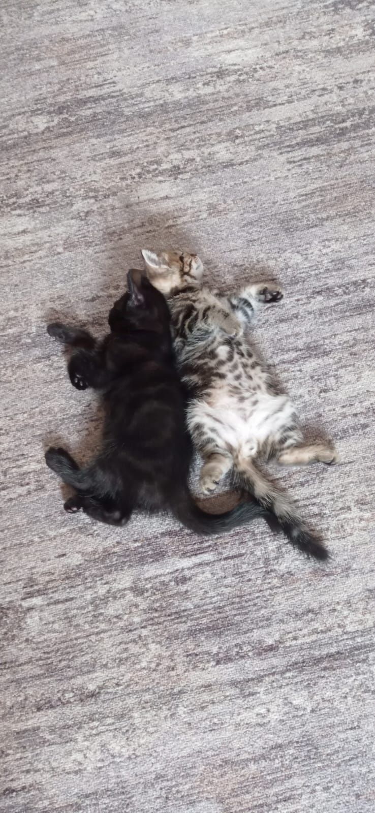 Отдадим котят в добрые руки.