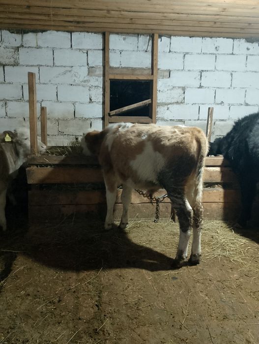 3 бас еркек Бұзау сатамын сементал