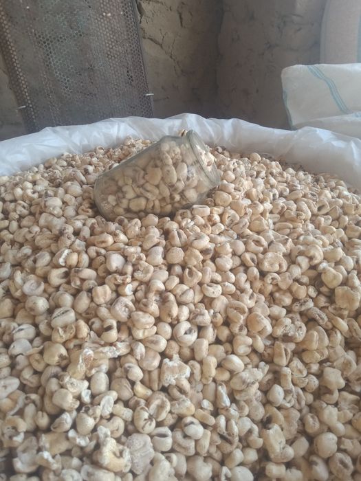 Aparat. maka va guruch bodroq qiladi