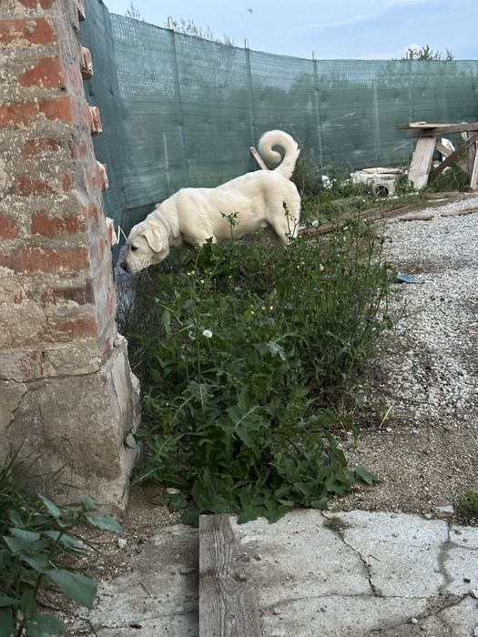 Mascul de asia centrala