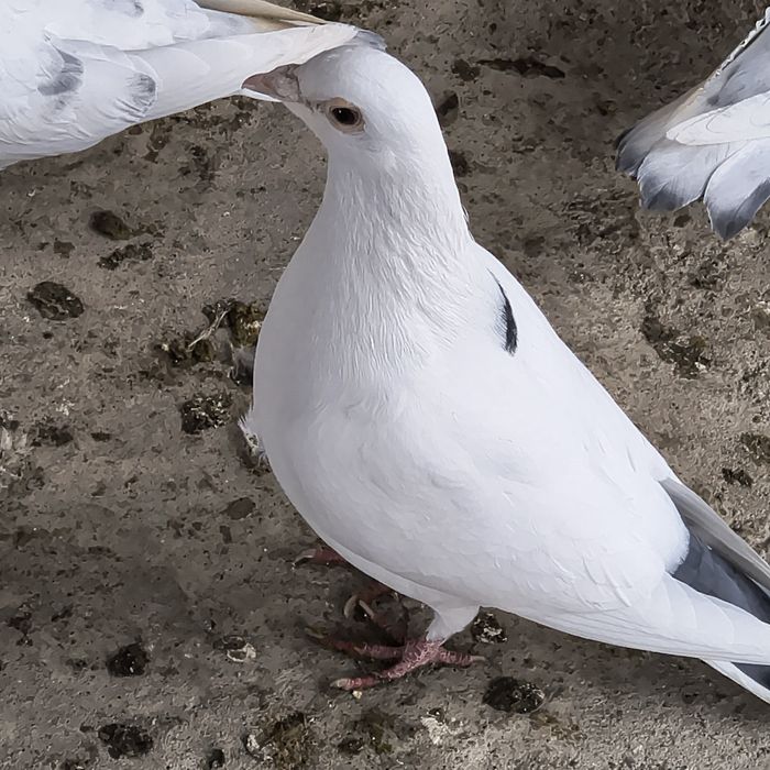 Femela voiajor ornament