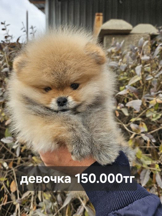 С любовью от заводчика ми ми мишки