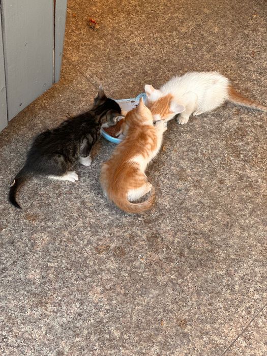 Pisici prietenoase pentru adoptie