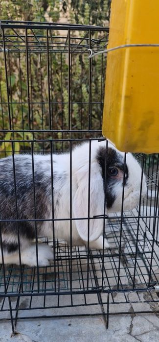 Quyon sotiladi. Продаётся кролик.