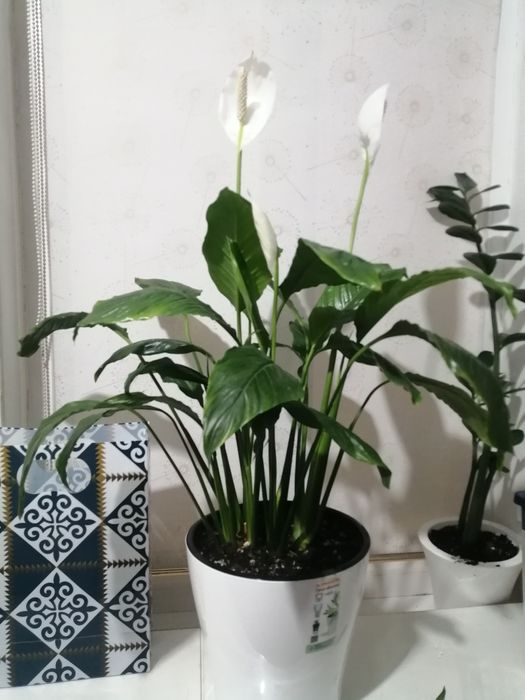 Спацифиллум цветущий