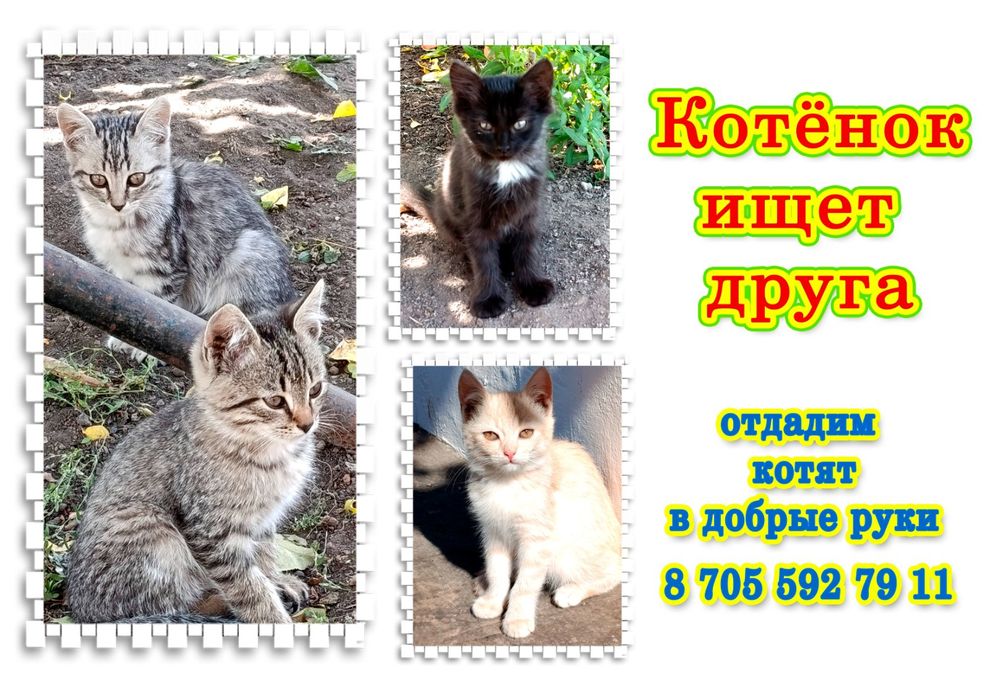 Котенок ищет друга
