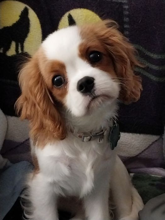 Cavalier King Charles Spaniel cu pedigree
