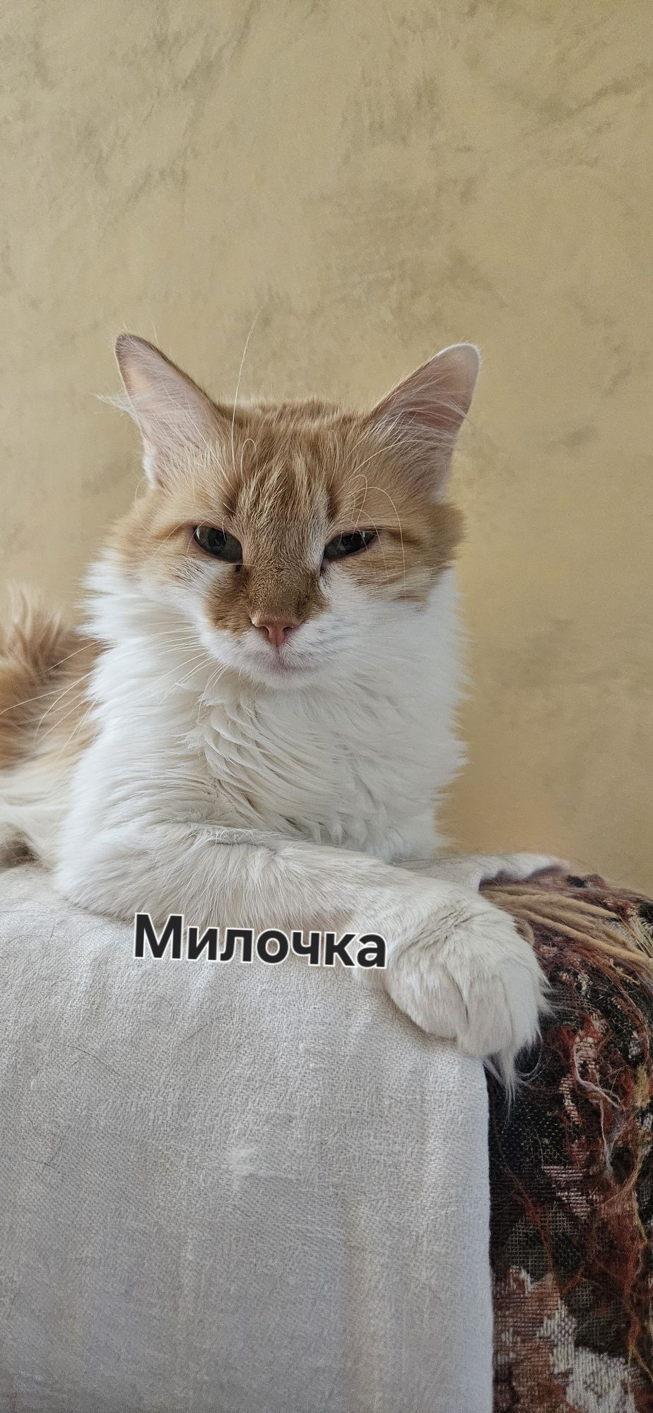 Стерилизованные кошки и коты