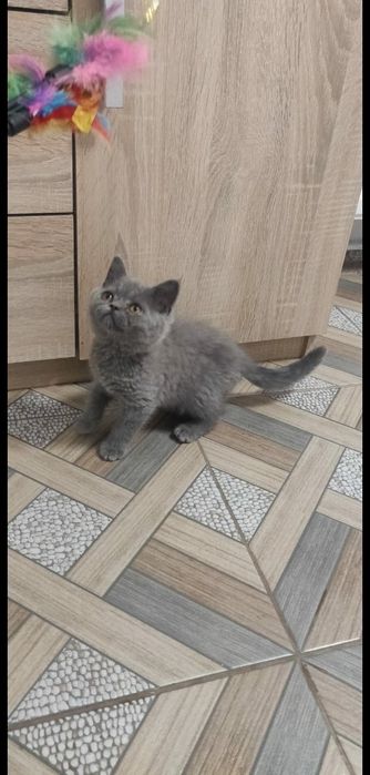 Pui pisica british shorthair