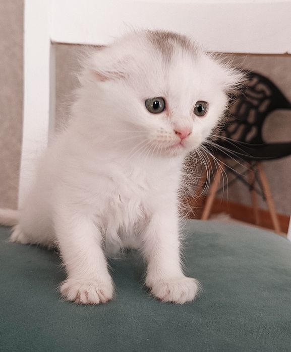 Продаются 1,5 месячные котят шотландской породы. Белая.