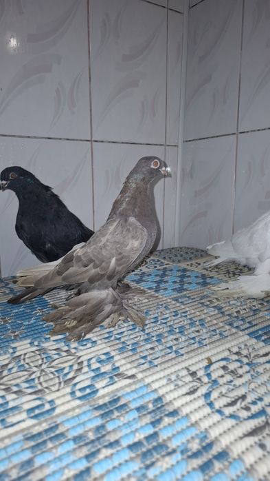 Голуби, Голуби! ..