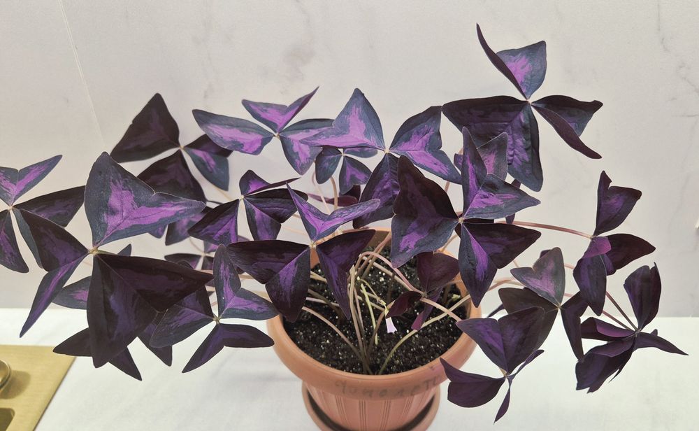 Продам красивый цеток Кислица (Бабочка), очень  и необычный