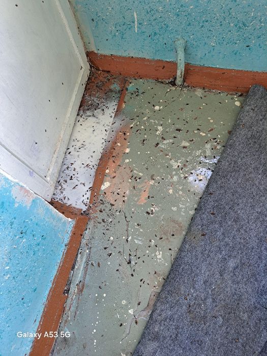 Dezinfeksiya Buxoro, Бухара Дезинфекция klapa, таракан, Чивин, Бурга