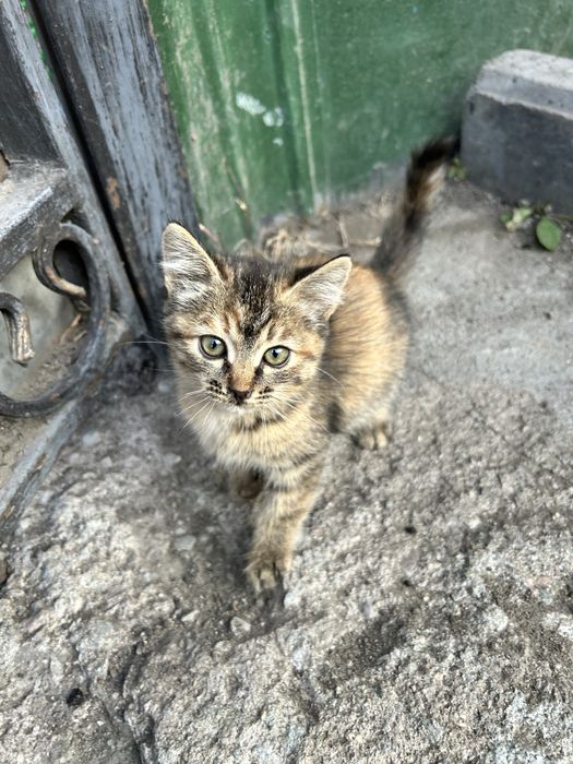 Отдам котят в хорошие руки