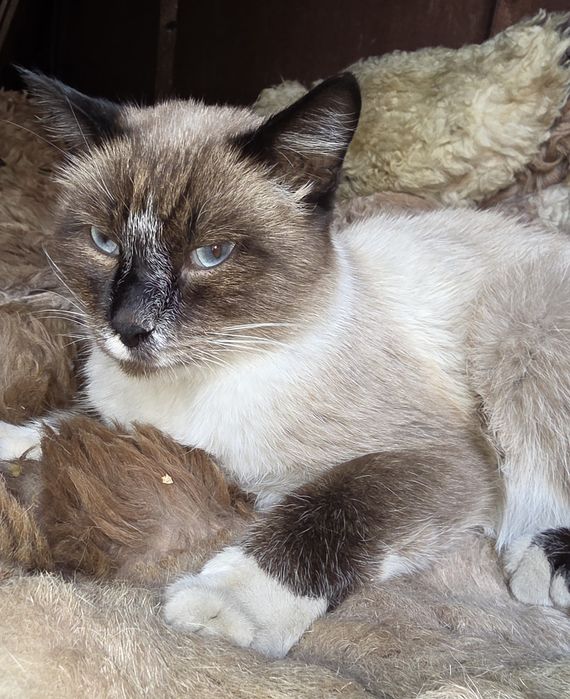 Очаровательный Гарри 10  месяцев