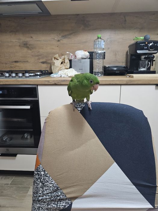 Pui papagal Conur cu Gâtul Roșu / Red Throated Conure