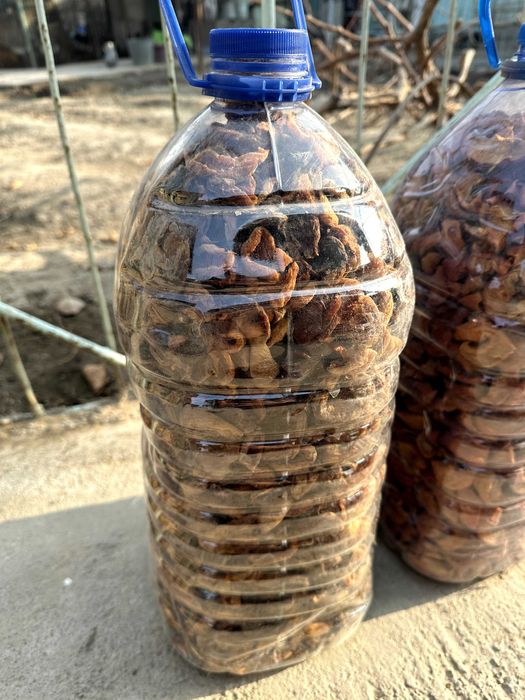 O'rik va olma qoqqisi